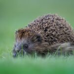 hedgehog-7710053_1280