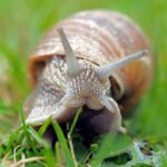 snail-1502214_1280